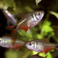 金十字燈魚(金十字) 金十字燈魚(金十字)