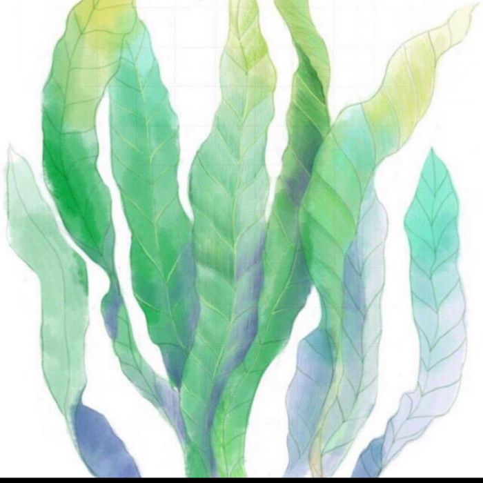 藻荇記 藻荇記