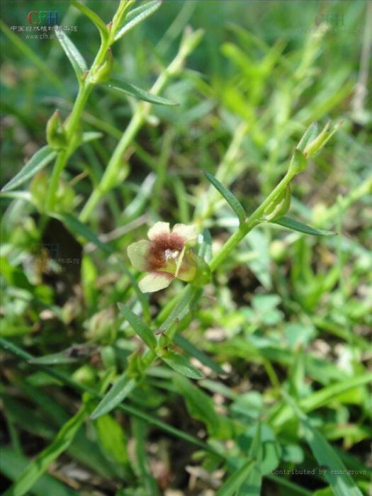 胡麻草(中藥材) 胡麻草(中藥材)