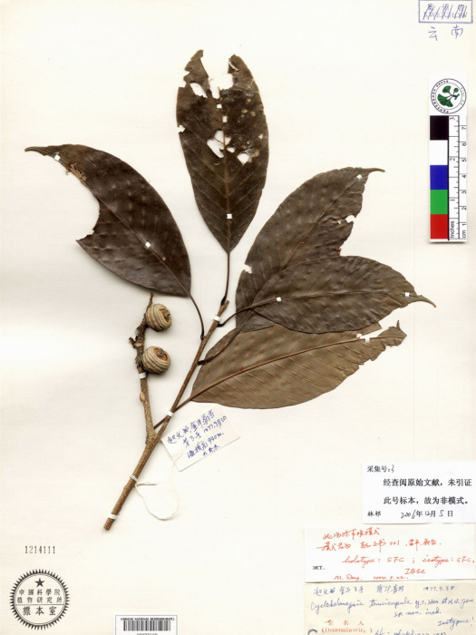 薄斗青岡 薄斗青岡