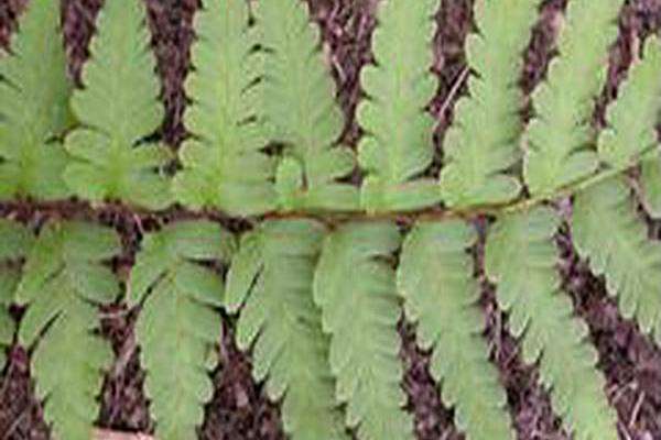 Dryopteris clintoniana