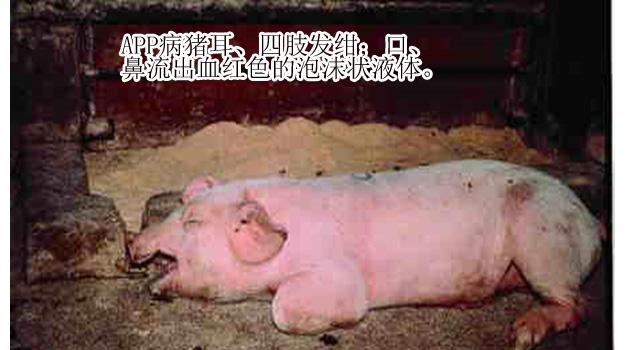 豬傳染性胸膜肺炎