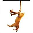 Save the Cat! Save the Cat!