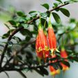 深紅樹蘿蔔 深紅樹蘿蔔