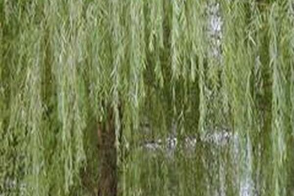 Salix babylonica Salix babylonica