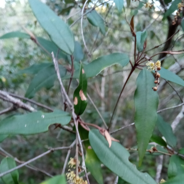 Croton antanosiensis