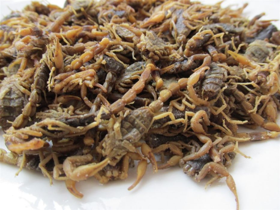 鹽水蠍 鹽水蠍