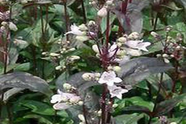 Penstemon digitalis \x27Husker Red\x27