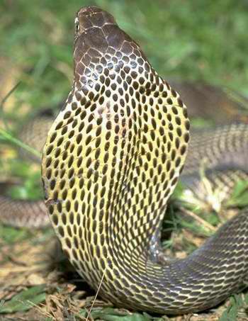 緬甸眼鏡蛇