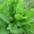 辣根(中藥材)