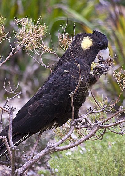 黑鳳頭鸚鵡2