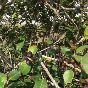 Eugenia pipensis
