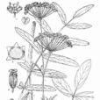 中亞澤芹 中亞澤芹