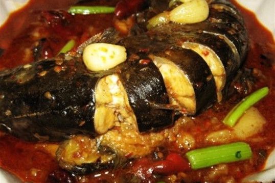 犀浦鯰魚 犀浦鯰魚