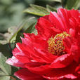 紅牡丹(仙人掌科植物) 紅牡丹(仙人掌科植物)
