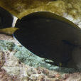 橘色刺尾魚 橘色刺尾魚