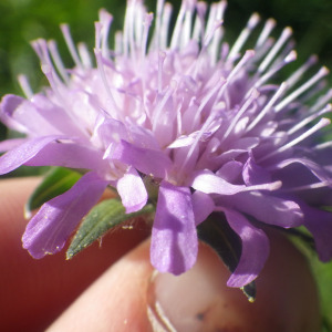Knautia arvernensis