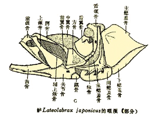 前鰓蓋骨