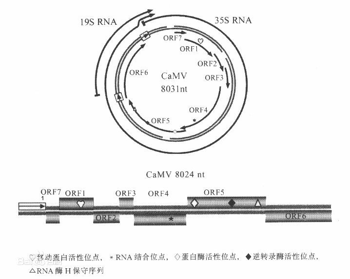 CaMV35S啟動子 CaMV35S啟動子