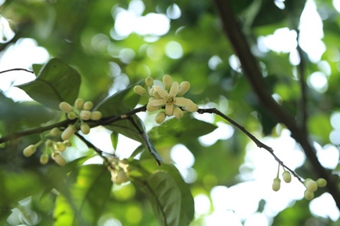 橘紅(芸香科柑橘屬柚栽培品種)