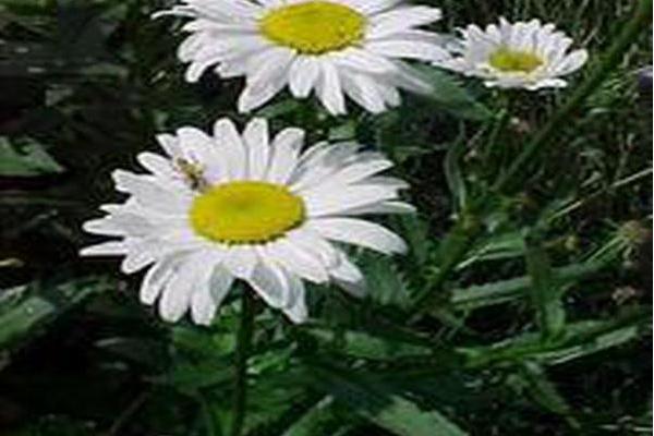 Leucanthemum × superbum \x27Alaska\x27 Leucanthemum × superbum \x27Alaska\x27