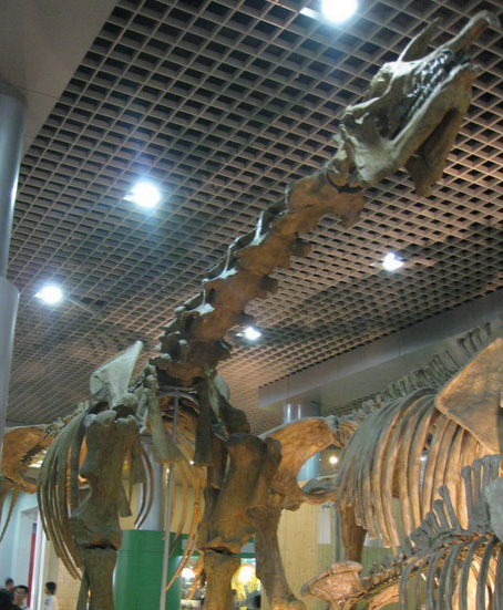 北京自然博物館展出的天山巨犀化石