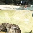 海老鼠 海老鼠
