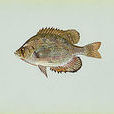 太陽魚科 太陽魚科