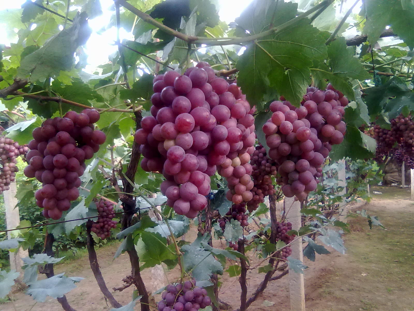 遼寧蓋州紅提葡萄