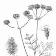 刺果芹 刺果芹