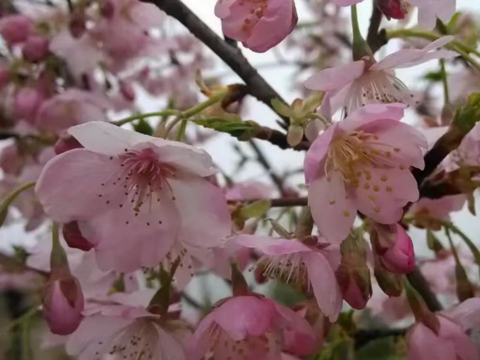 大漁櫻 大漁櫻