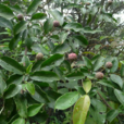 野荔枝 野荔枝