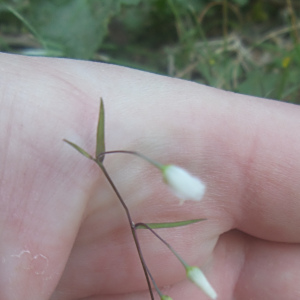 Arthropodium candidum