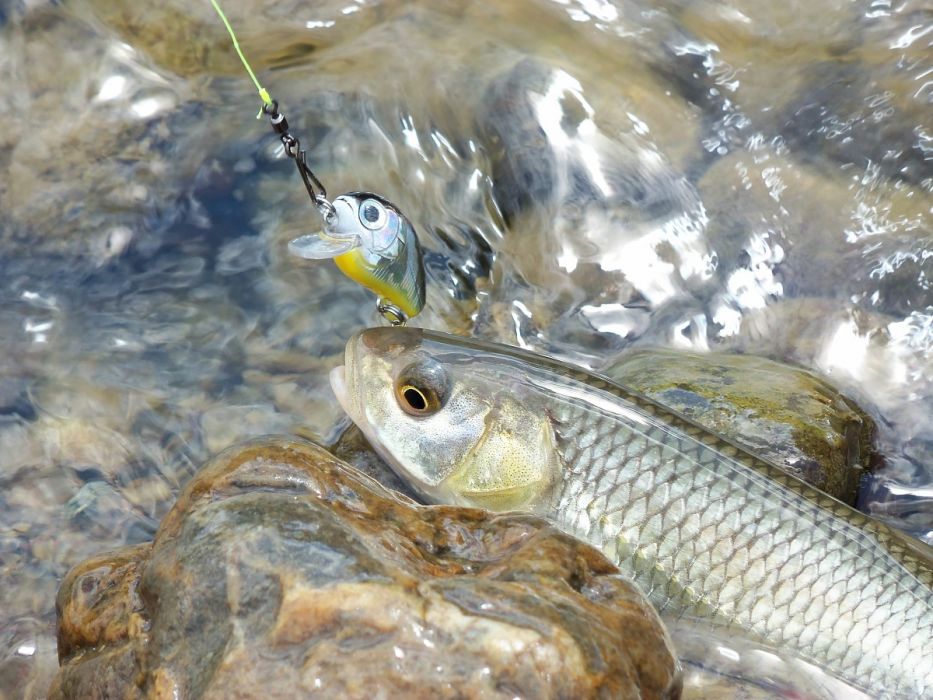 河流魚類 河流魚類