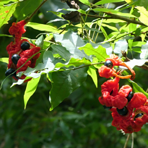 Cojoba rufescens