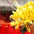 醉心果 醉心果