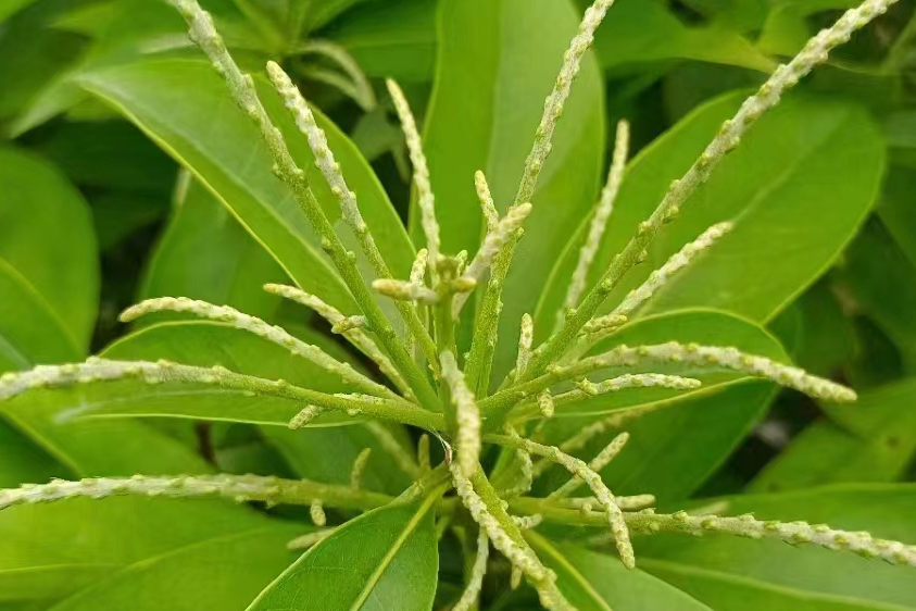 千金石柯 千金石柯