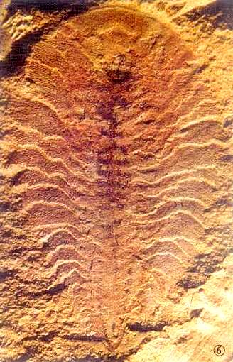 納羅蟲化石