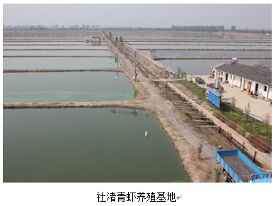 社渚青蝦養殖區
