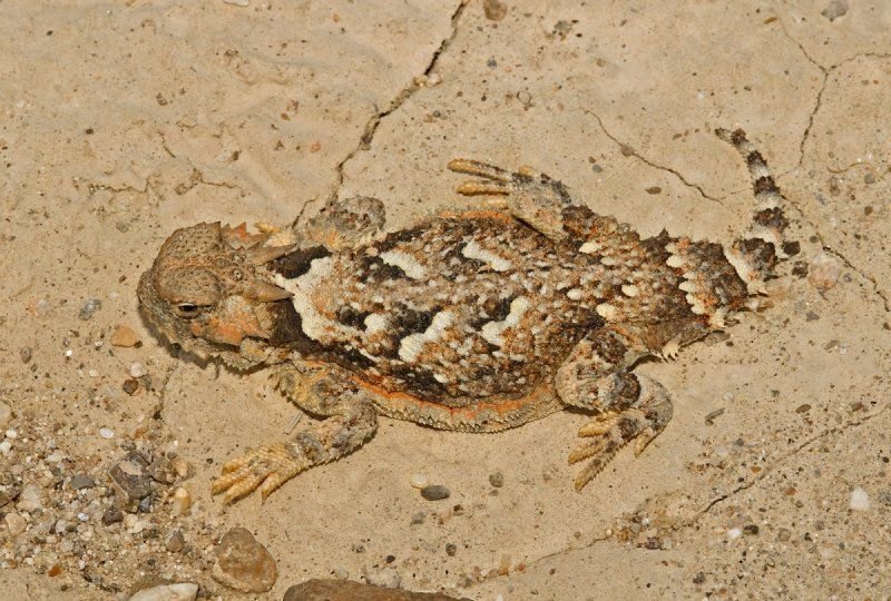 北美沙漠角蜥