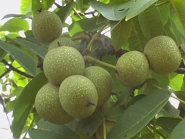 妥戈村 妥戈村