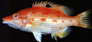 尖頭普提魚