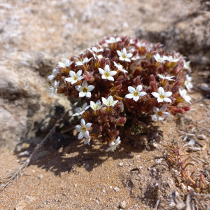 Pistorinia brachyantha