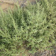 沙米(藜科植物) 沙米(藜科植物)