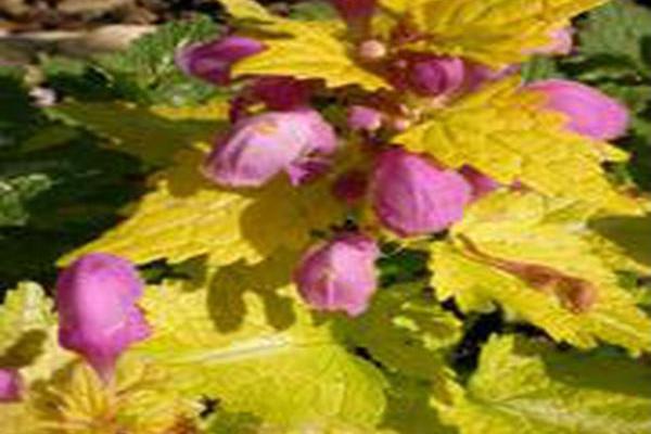 Lamium maculatum \x27Dellam\x27 GOLDEN ANNIVERSARY Lamium maculatum \x27Dellam\x27 GOLDEN ANNIVERSARY