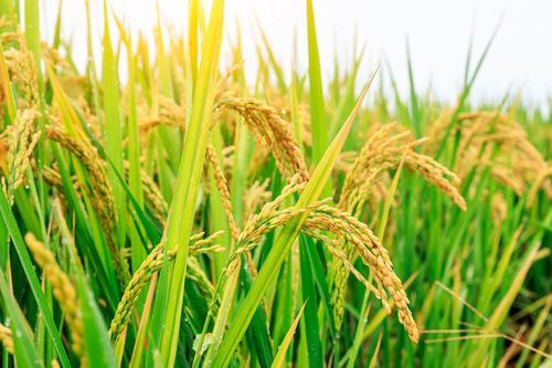 蓉優28 蓉優28