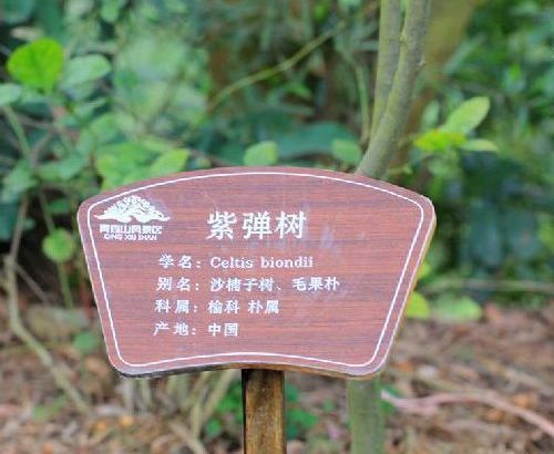 紫彈朴XF-1 紫彈朴XF-1