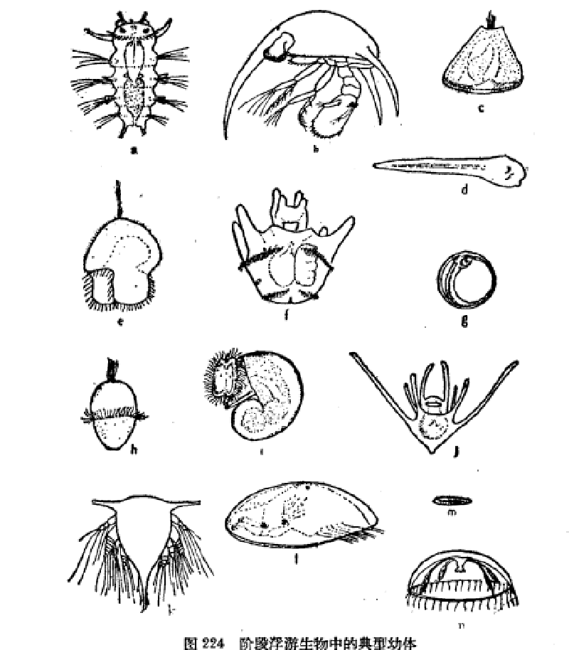 臨時性浮游生物中的典型幼體