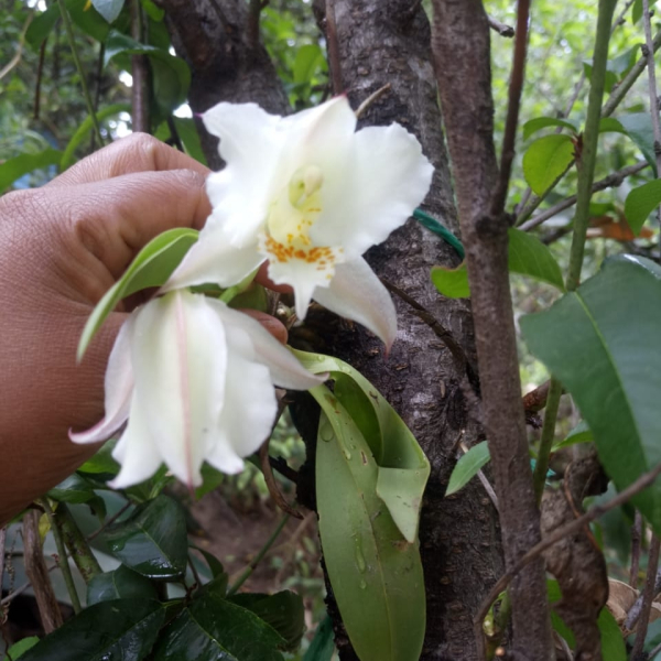 Rhynchostele candidula