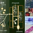 菌根
